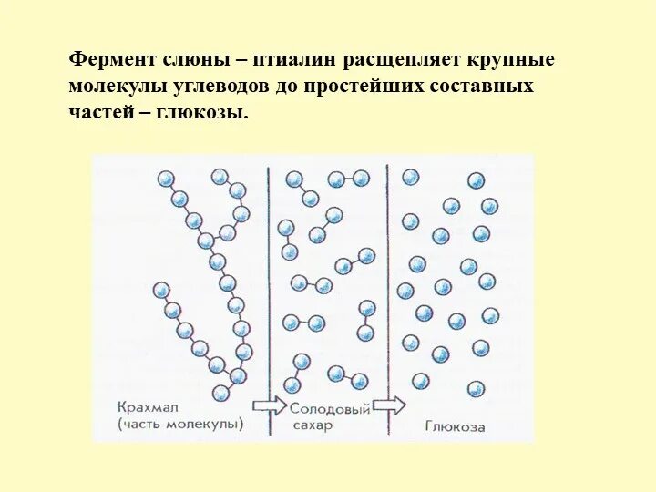 Ферменты слюны биология 8 класс. Ферменты слюны. Ферменты слюны птиалин. Ферменты слюны расщепляют. Фермент птиалин расщепляет.