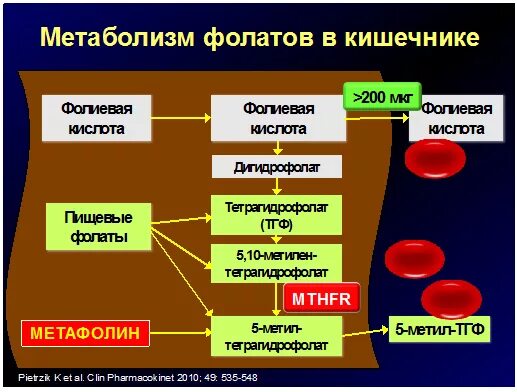 Синтез фолиевой кислоты в организме. Цикл фолатов. Цикл фолиевой кислоты. Гомоцистеин схема метаболизма.