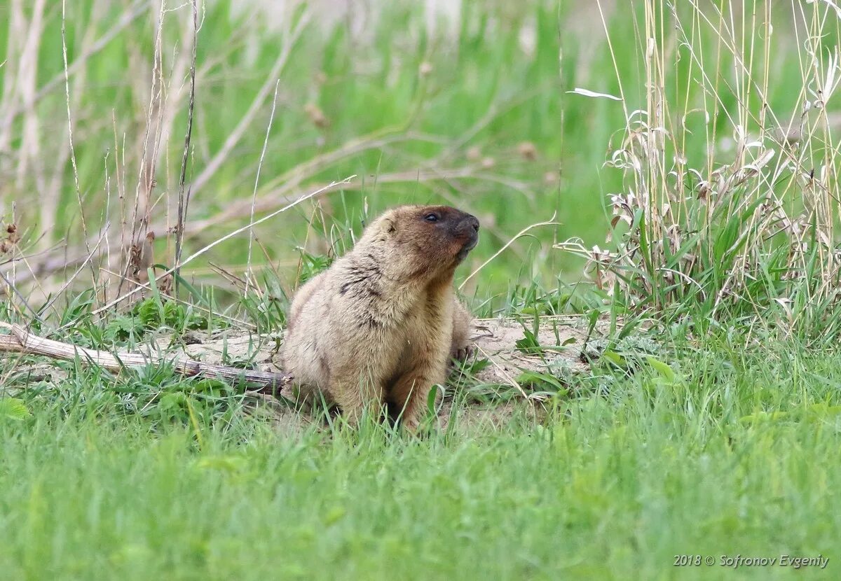 Степной сурок байбак. Сурок степной, байбак (marmota bobak). Сурок-байбак в дивногорье. Бабака бабака. Сурок-байбак.