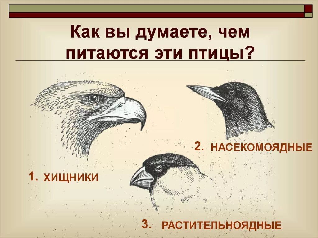 Объясните роль растительноядных и насекомоядных птиц. Клювы разных птиц. Клюв насекомоядных птиц. Формы клюва у птиц. Клювы у птиц в зависимости от питания.