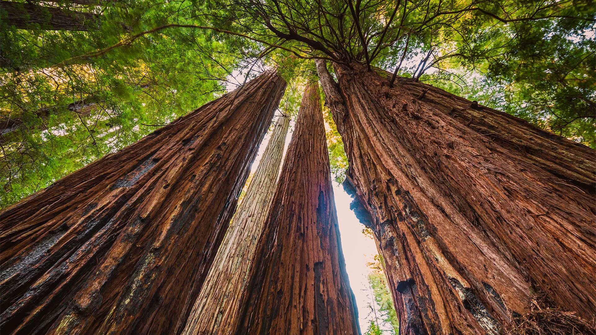 Где больше деревьев. Секвойя дерево. Калифорнийская Секвойя Гиперион. Секвойя вечнозелёная. Секвойя Редвуд.