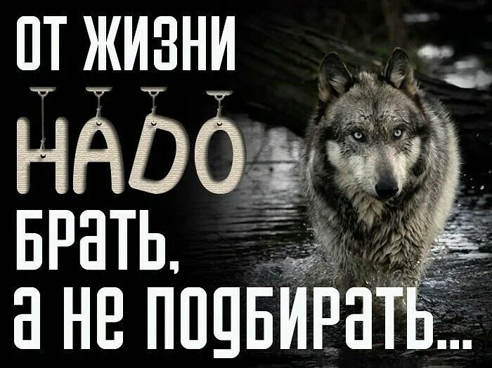 Волк с надписью. Картинки с волками и надписями. Статусы про Волков. Фото волка с надписью.