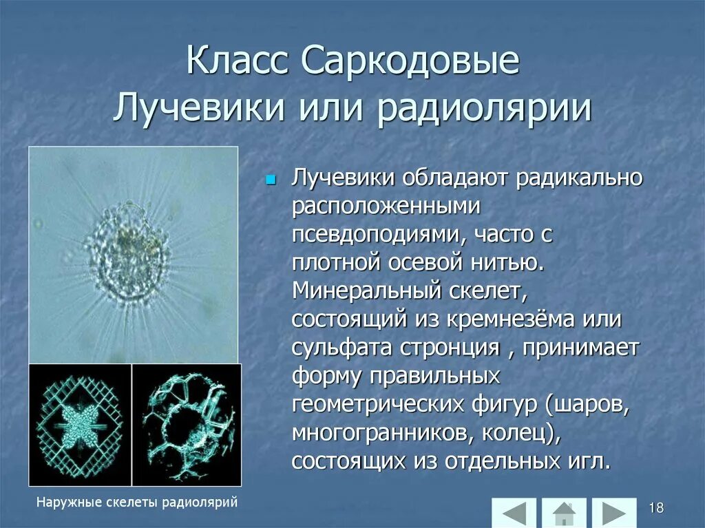 Саркодовые лучевики. Радиолярии Саркодовые. Фораминиферы радиолярии солнечники. Класс лучевики представители.