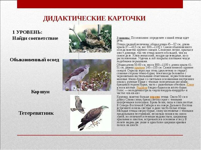 О какой птице идет речь. Животные красной книги Саратовской области. Животные Саратовской области занесенные в красную книгу. Красная книга Саратовской области.