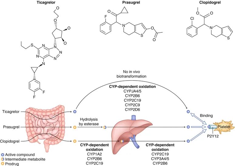 Клопидогрел и Тикагрелор. Тикагрелор Клопидогрел прасугрел. Клопидогрель механизм. Просугрель Тикагрелол клопидогоел. Клопидогрел механизм действия