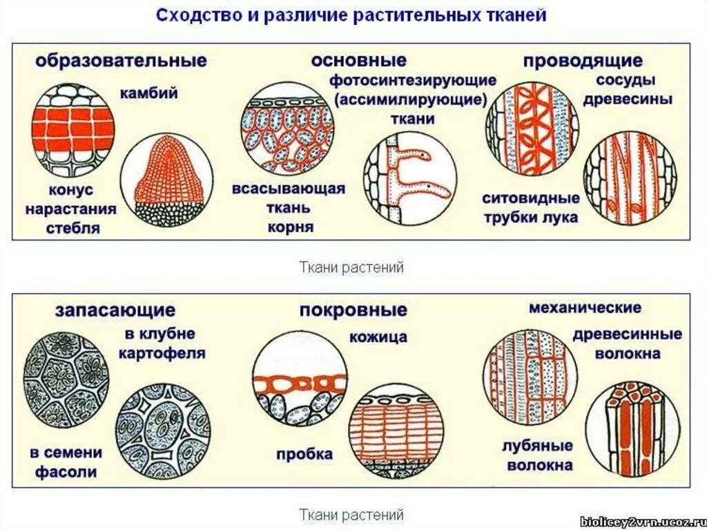 Три группы клеток. Образовательные ткани растений таблица 6 класс биология. Ткани растений биология 10 класс. Образовательная ткань растений ЕГЭ биология. Как выглядят клетки тканей растений.