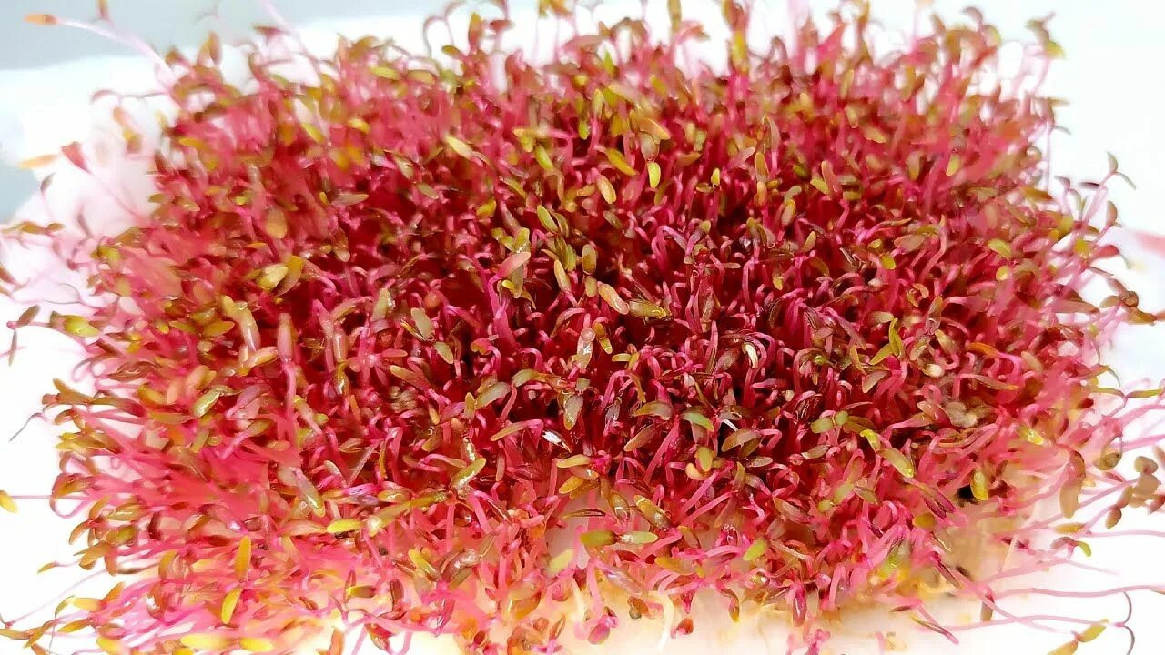 Микрозелень амарант. Амарант микрозелень. Амарант микрозелень. Амарант микрозелень. Амарант микрозелень.