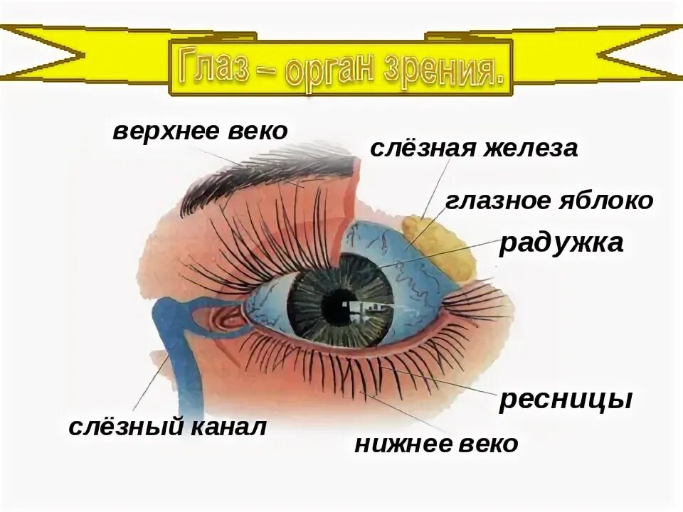 Защищают глаза от пыли. Глаз человека от пыли и соринок защищен. Строение век и ресниц. Что ЗАЩИЩАЕТГЛАЗА от пы.