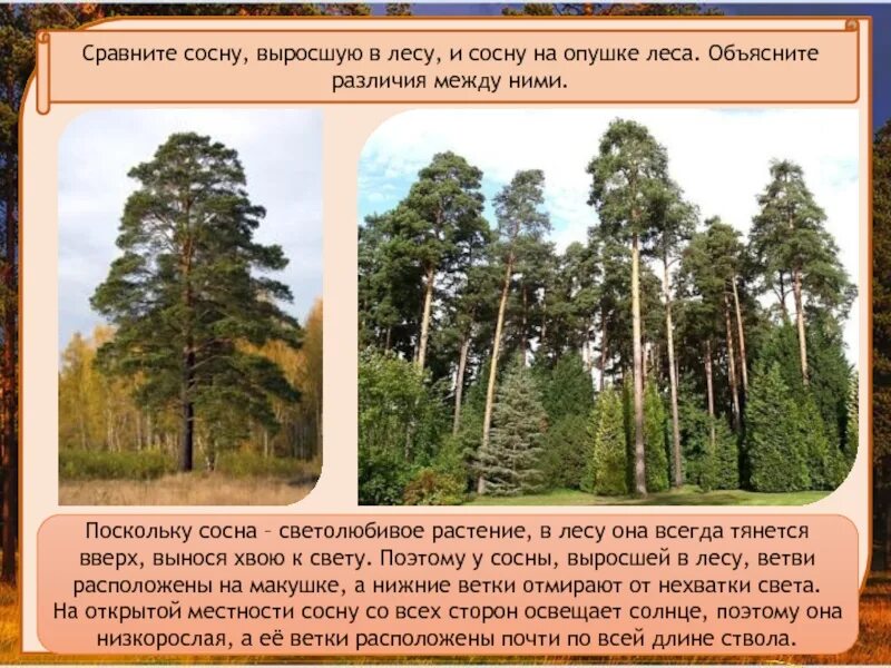 В каждой сосне не было