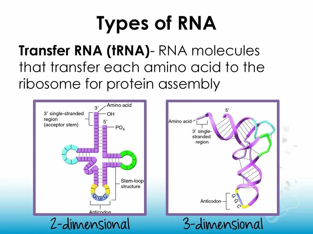 Соединение трнк с аминокислотой. Transfer RNA, TRNA,. Третичная структура ТРНК. Структура ТРНК Уотсон и крик. Первичная структура ТРНК.