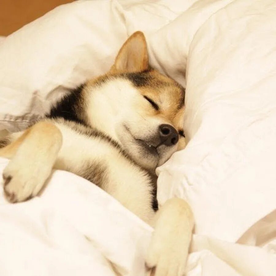 Animal bed. Animal bed. Сон животных. Щенок на кровати. Собака в постели.