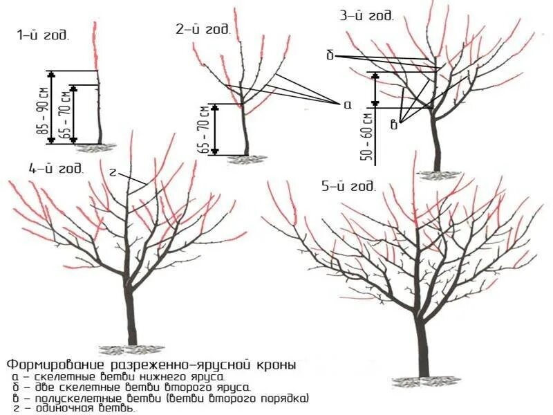 Как обрезать молодую черешню. Правильная обрезка черешни осенью. Схема обрезки вишни. Схема обрезки черешни весной. Схема обрезки черешни осенью.