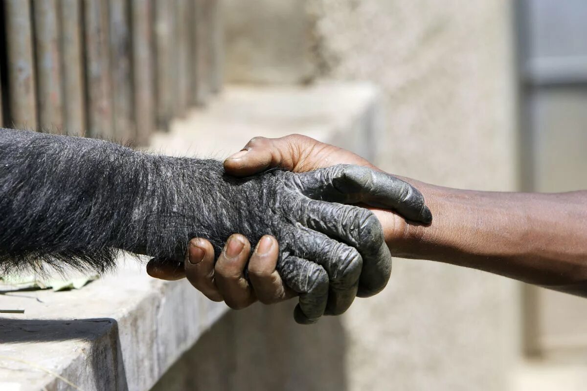 Шимпанзе передняя конечность. Рука обезьяны. Лапа обезьяны.