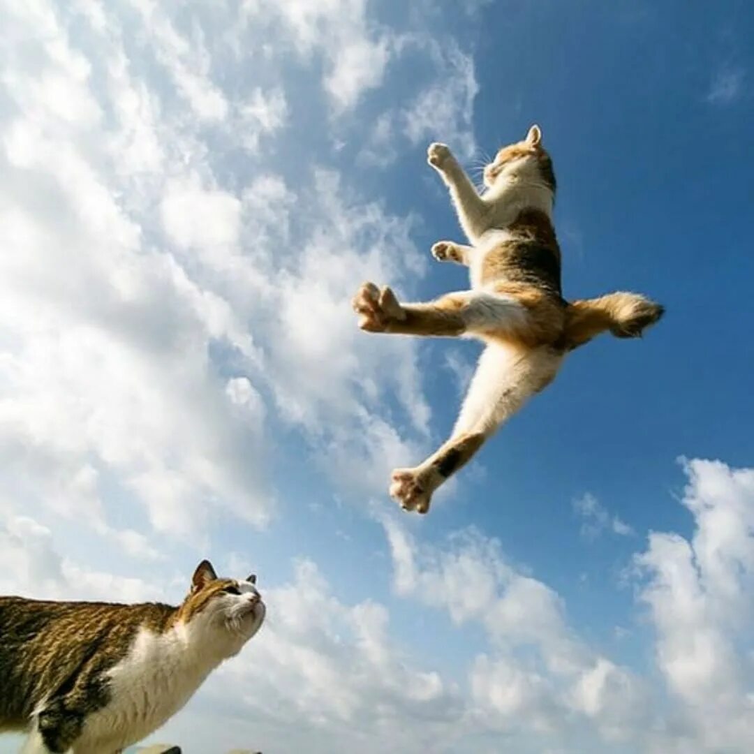 Коты полетели. Летающий котик. Летающая кошка. Кошка в прыжке. Кошка в прыжке вверх.