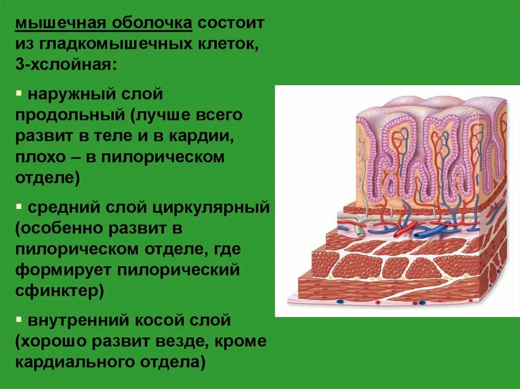 Сосуды состоящие из одного слоя клеток. Подслизистая основа. Мышечная оболочка сосудов. Продольный слой. Продольный и циркулярный слой мышечной оболочки.