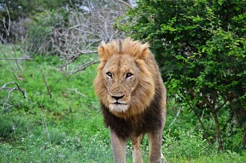Wildlife lion