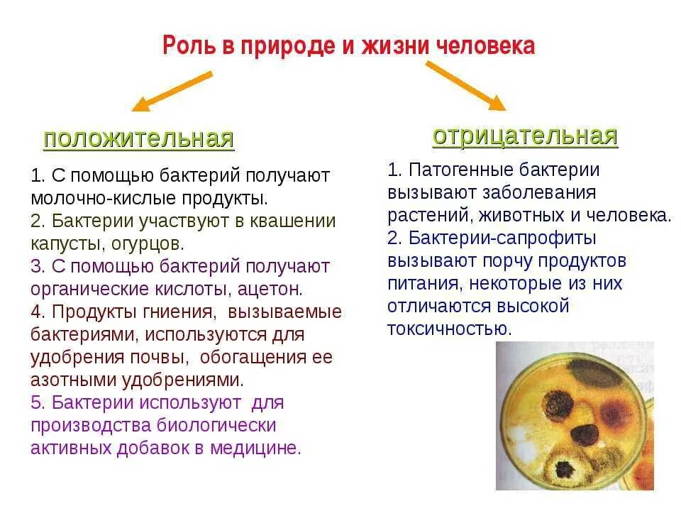 Какова положительная роль бактерий. Положительная и отрицательная роль бактерий. Положительная роль бактерий в природе и жизни человека. Положительная роль бактерий 5 класс биология. Роль бактерий в природе и жизни человека 7 класс биология.