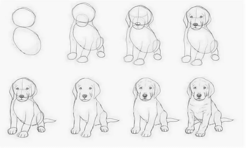 Картинки для начинающих. Поэтапное рисование собаки. Рисунок собаки поэтапно. Поэтано рисование собаки. Рисование щенка поэтапно.