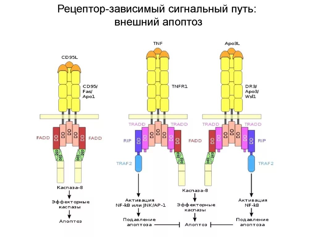 Зависимые пути. Рецептор-зависимый сигнальный путь апоптоза. Сигнальные пути апоптоза схема. Внешний путь апоптоза схема. Митохондриальный сигнальный путь апоптоза.