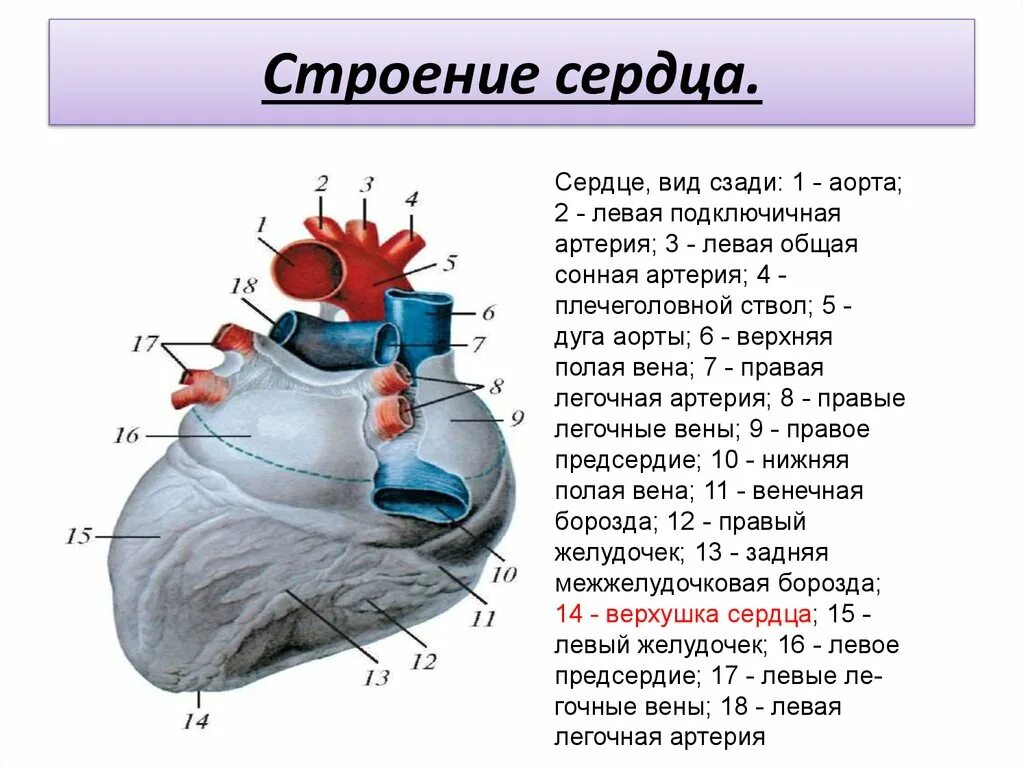 Обозначьте рисунок строение сердца. Строение сердца человека вид спереди. Внешнее строение сердца вид сзади. Внутреннее строение сердца схема. Строение сердца человека с подписями.