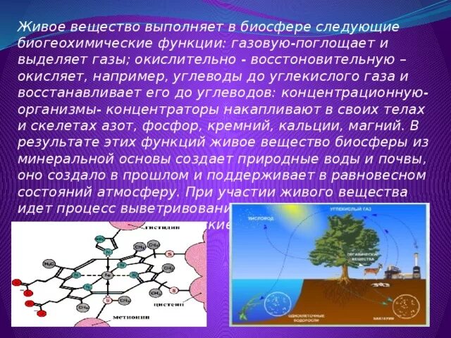 Живое вещество выполняет в биосфере. Роль живого вещества в биосфере. Биогеохимические функции живого вещества. Живое вещество биосферы выполняет функции. Живое вещество распределено в биосфере равномерно