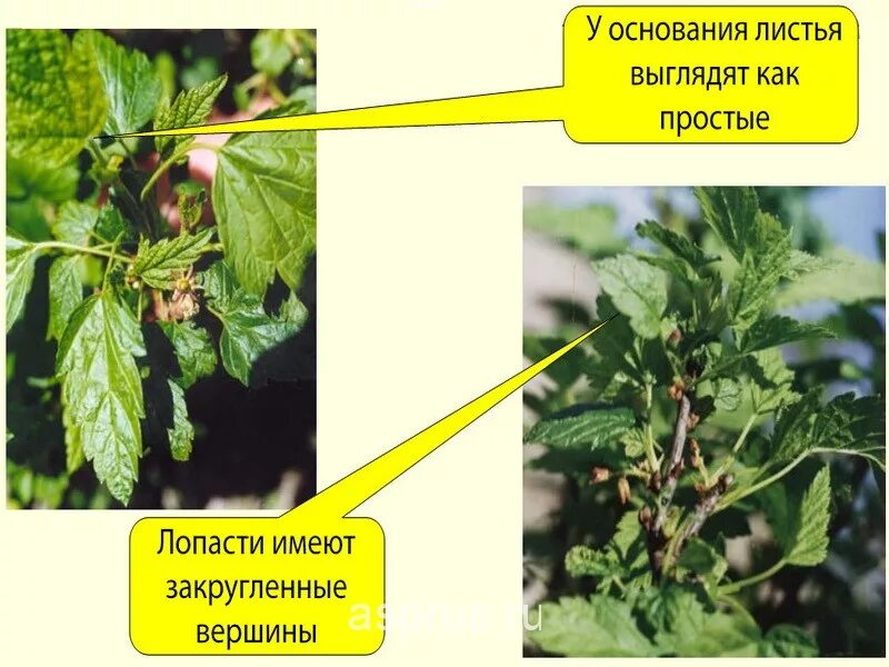 Болезни черной смородины с фотографиями. Махровость (реверсия) черной смородины. Реверсия махровость смородины. Болезни смородины махровость. Реверсия листьев смородины.