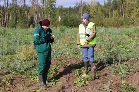 Архангельское лесничество