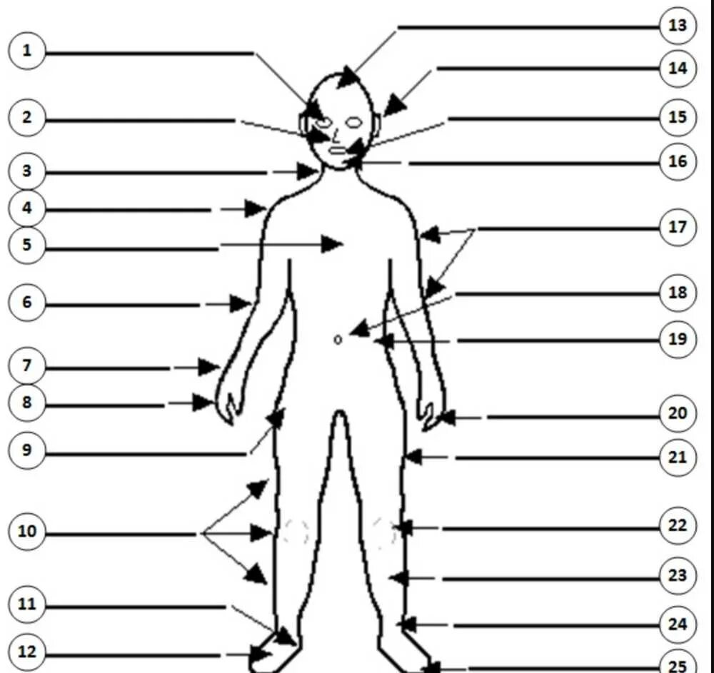 Название частей человека. Части человека. Части теле человека. Человек с подписанными частями тела. Схема человека.