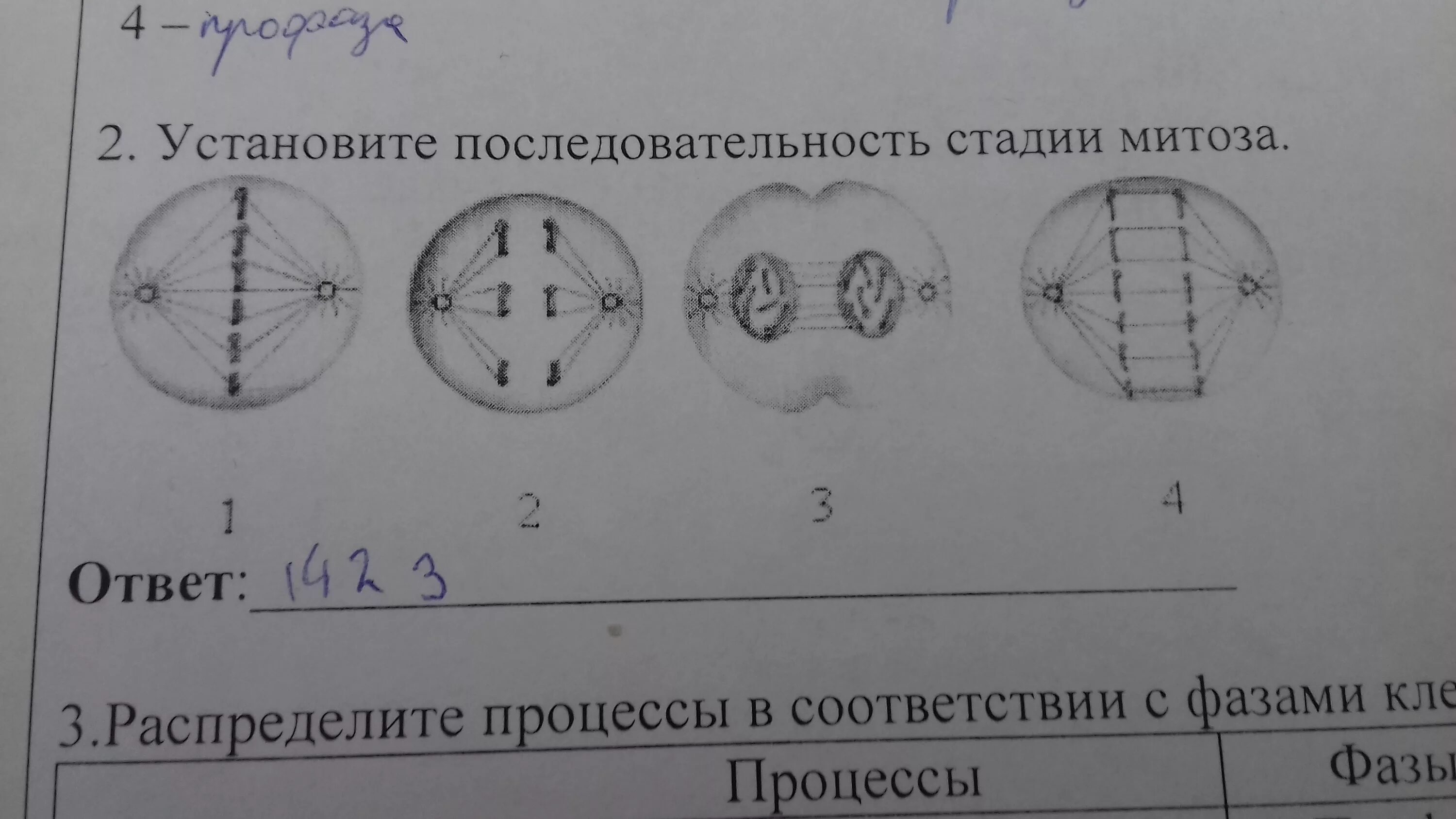 Выбери последовательность стадий. Установите последовательность стадии митоза. Установите последовательность стадий митоза. Последовательность митоза стадии. Последовательность стадий митоза.