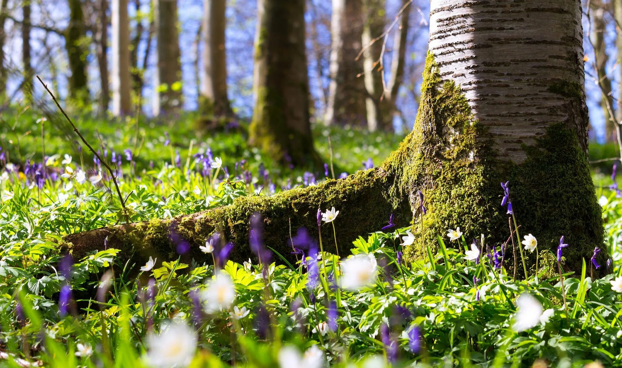 Цветы в лесу. Весенний лес. Апрель фото на рабочий стол