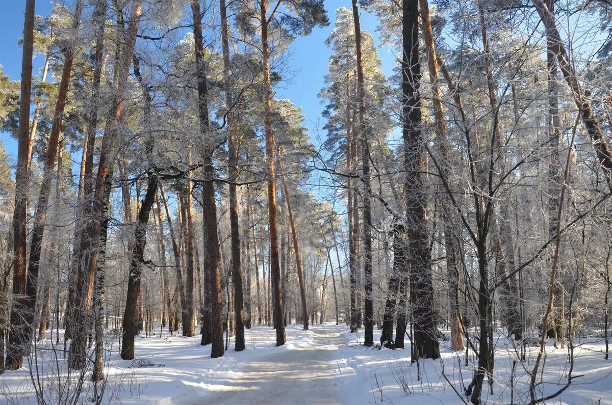 солотча рязань. река старица рязанская область солотча. река солотча лес. природа солотчи рязань. курортный поселок солотча рязанская область.