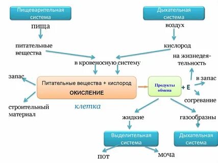 Какие превращения могут происходить в организме человека