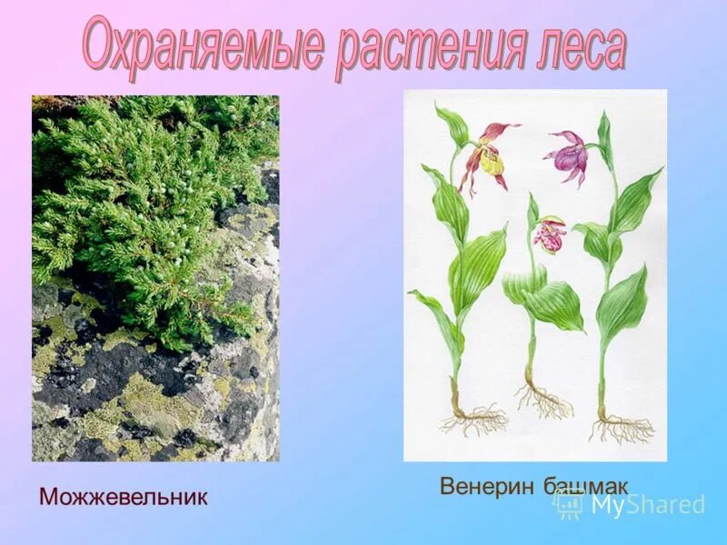 Что сторожил цветок. Охраняемые растения. Охраняемые растения леса. Охраняемые растения России. Охраняемые растения в Москве.