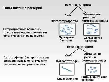 Способы питания бактерий схема