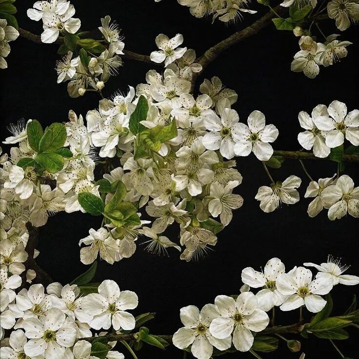 Mia flowers. Mia flowers. Flower stories. Mia flowers. Композиция с вандой в коробке.