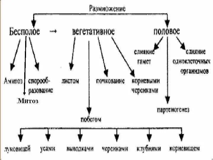 Таблица размножение организмов бесполое размножение. Формы размножения организмов бесполое размножение 9 класс. Формы размножения организмов бесполое размножение митоз. Таблица половое и бесполое размножение 10 класс.