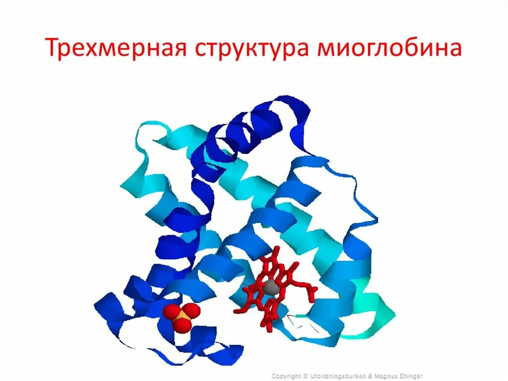 Какова функция миоглобина. Миоглобин строение. Состав молекулы миоглобина. Функции миоглобина биохимия. Строение и функции миоглобина.