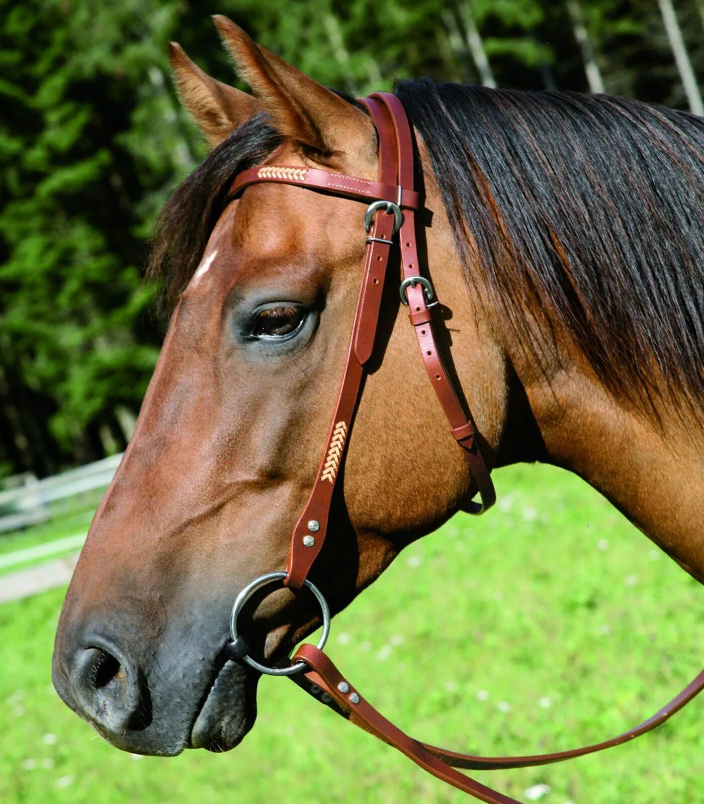 черная уздечка. босал уздечка. уздечка bridle devi. капсюль миклема. уздечка без.
