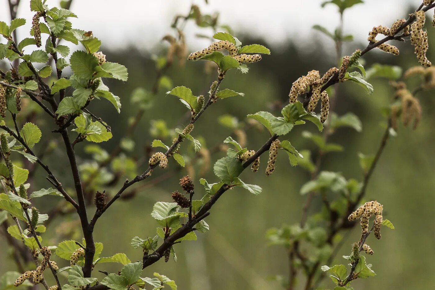 Betula humilis. Betula megrelica. Betula raddeana. Betula lutea. Береза приземистая