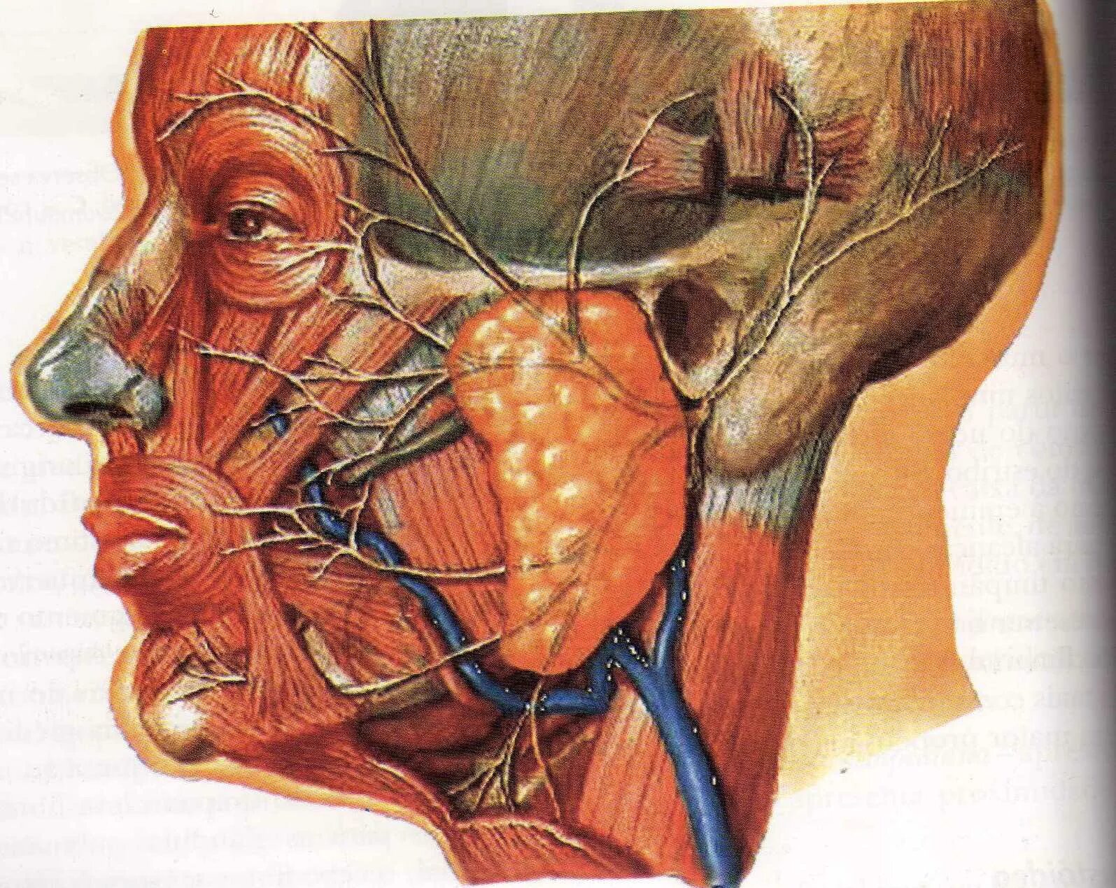 Восстановление нервов после операции. Околоушная слюнная железа анатомия. Лицевой нерв и околоушная слюнная железа. Околоушная слюнная железа топографическая анатомия. Анатомия протока околоушной железы.