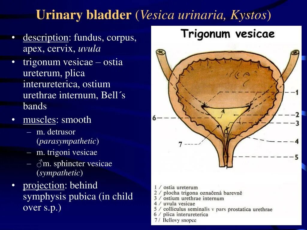 Мочевой пузырь строение и функции. Мочевой пузырь – Vesica urinaria. Vesica urinaria строение. Отделы мочевого пузыря анатомия. Мочевой пузырь анатомия Синельников.