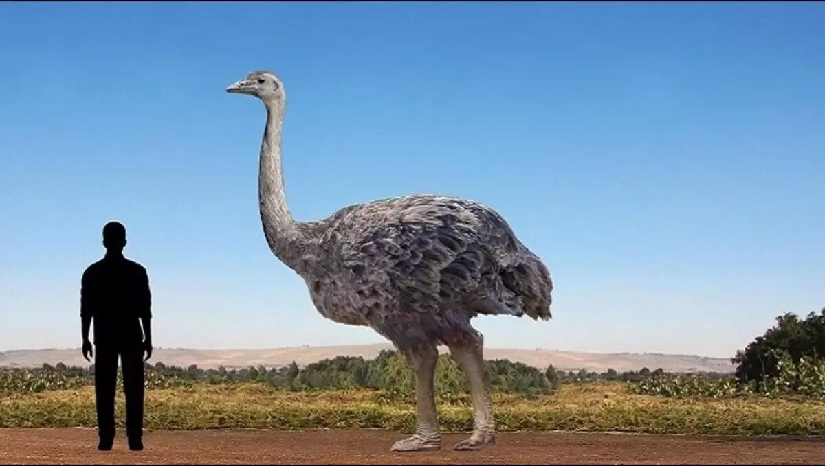 Эпиорнис мадагаскарский. Эпиорнис птица. Слоновая птица. Слоновая птица и МОА. Самый крупный страус