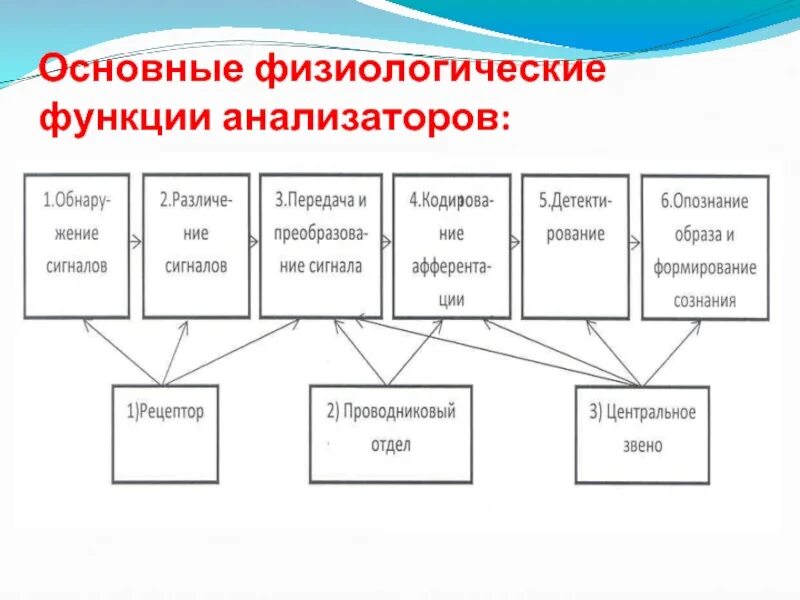 Основные функции анализаторов. Физиологические функции анализаторов. Важнейшие физиологические функции. Основные функции анализаторов физиология.