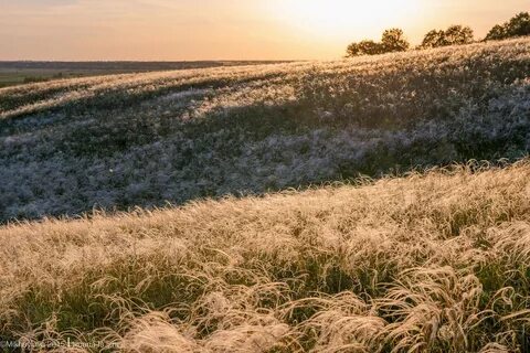 Песня ковыль