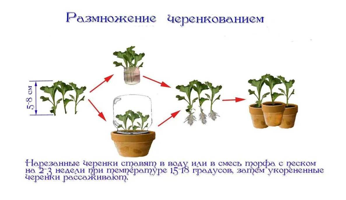 Как размножаются комнатные цветы. Черенкование пеларгонии схема. Размножение комнатных растений черенками. Размножите растение комнатное черенками. Размножение герани стеблевыми черенками.