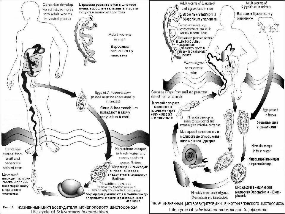 Жизненный цикл шистосом. Жизненный цикл шистосомы кровяной. Жизненный цикл урогенитальной шистосомы. Цикл развития шистосомы мочеполовой.