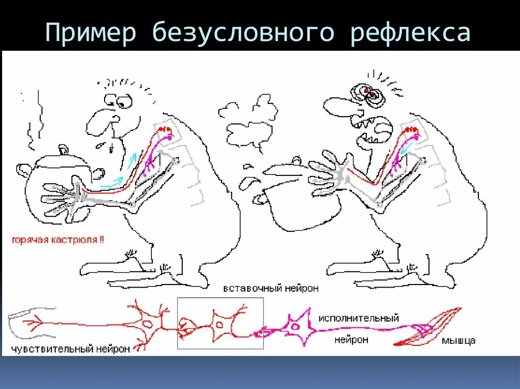 Рефлекторный рисунок. Безусловные рефлексы пр. Условные рефлексы у человека. Безусловные рефлексыримеры. Примеры безусловно го ревлекса.