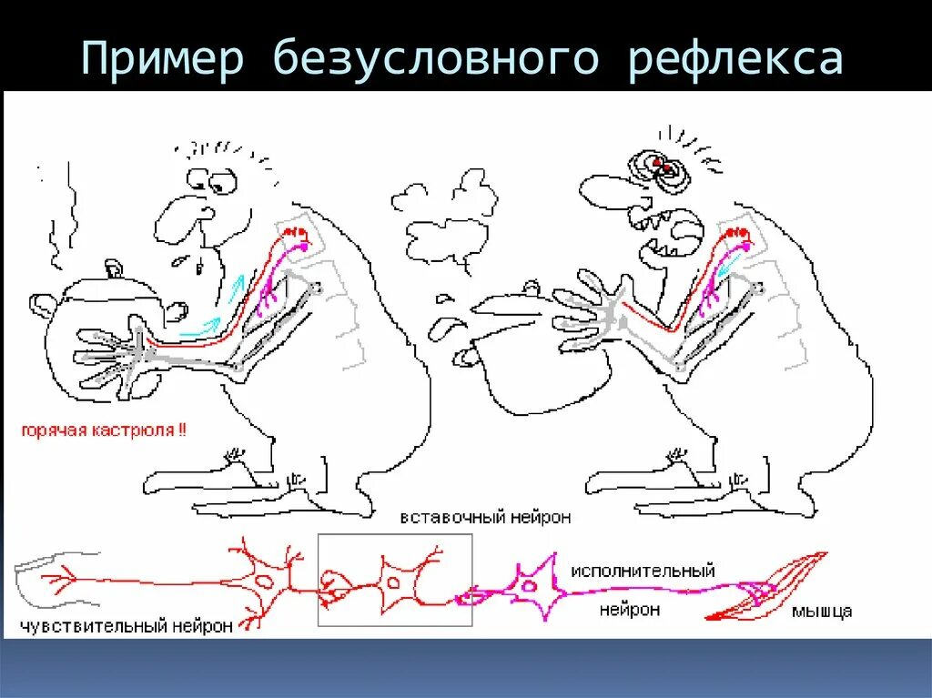 Безусловные рефлексы. Условный и безусловный рефлекс рисунок. Безусловные рефлексы пр. Безусловные рефлексыримеры.