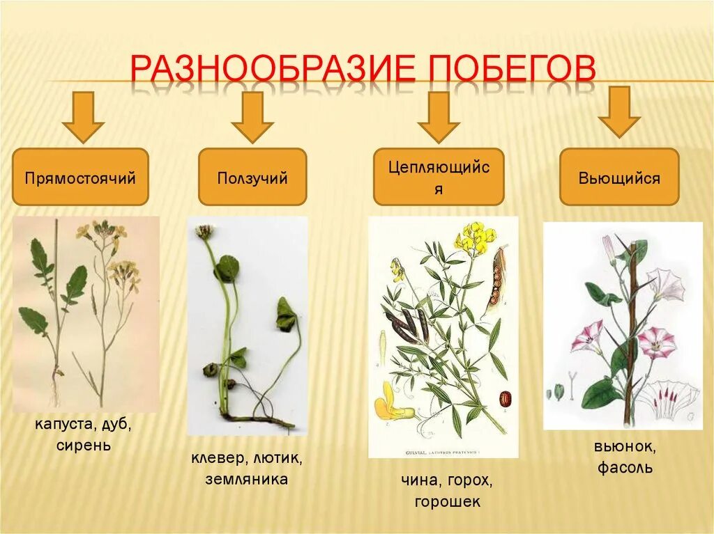Вегетативные органы растений. Стебель - презентация онлайн