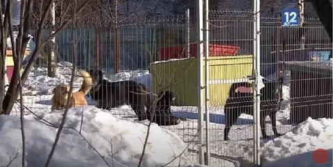 Приют череповец